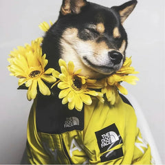 Dog Raincoat Windbreaker