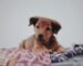 All You Need To Know About Possessing A Puppy