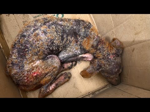 Amazing transformation of sick dog | rescue dog before and after